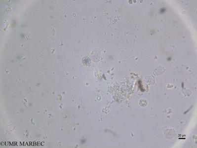 phyto/Brazilian_Nordeste/AtoldasRocas_station52/ABRACOS2 April 2017/Pontosphaera sp (ancien Coccolithophoride spp -st39_FMAX_cocolito2170929_001_ovl)(copy)_thumb.jpg